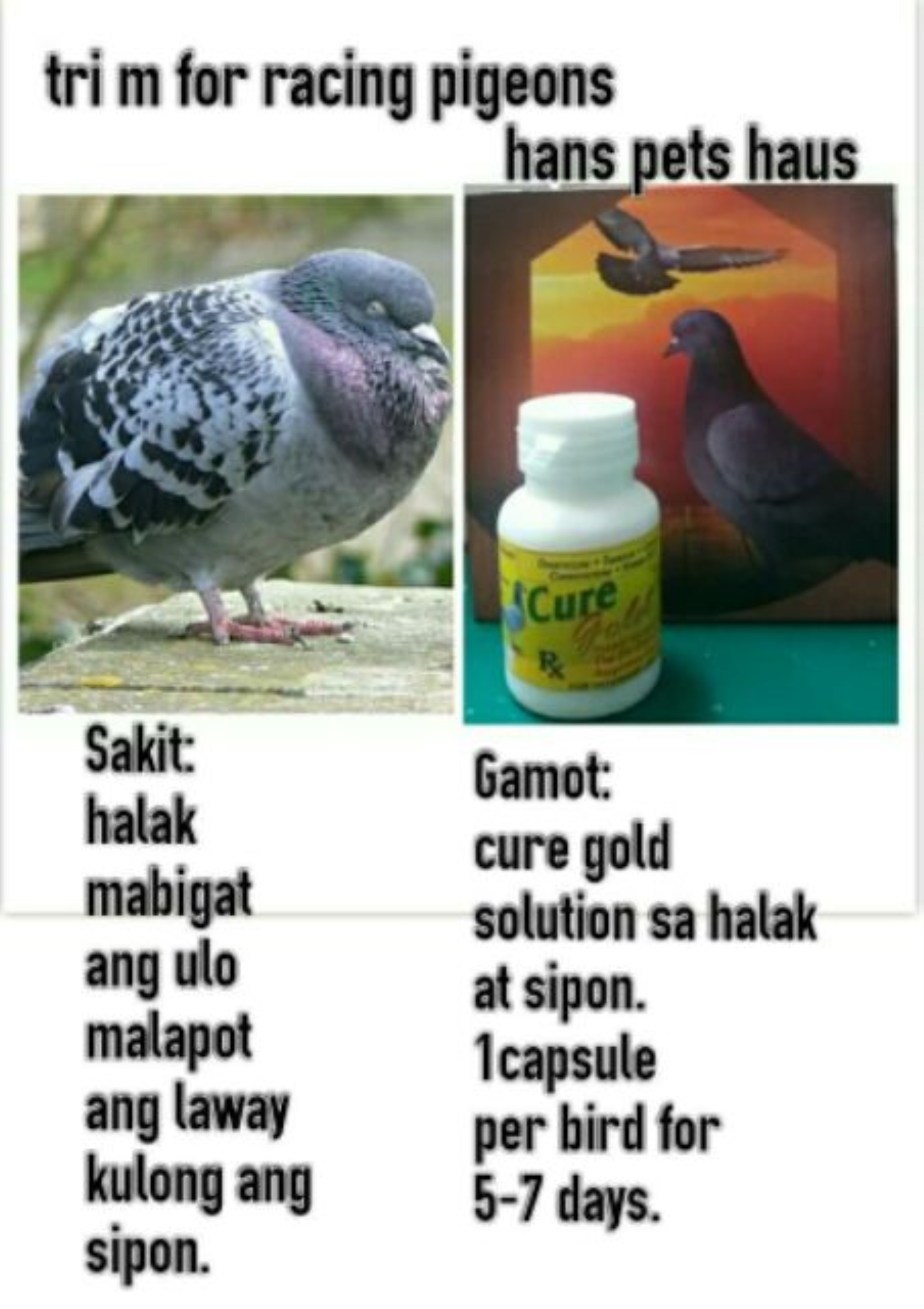 Mga Sakit Ng Kalapati At Gamot