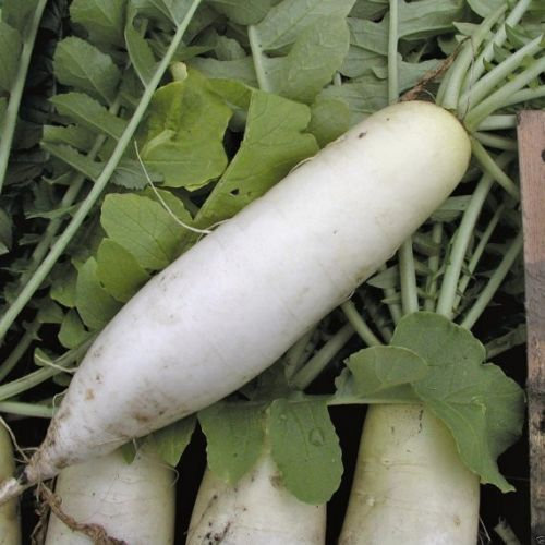 FAMILIFE (400 seeds) Daikon Radish/Labanos Vegetable Seeds/Chinese