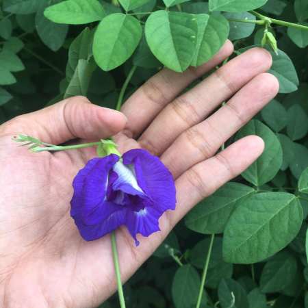 sale blue ternatea butterfly pea vine tea outdoor 5 seeds plant