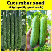 High Yield Cucumber Seeds - Easy to Grow in Philippines