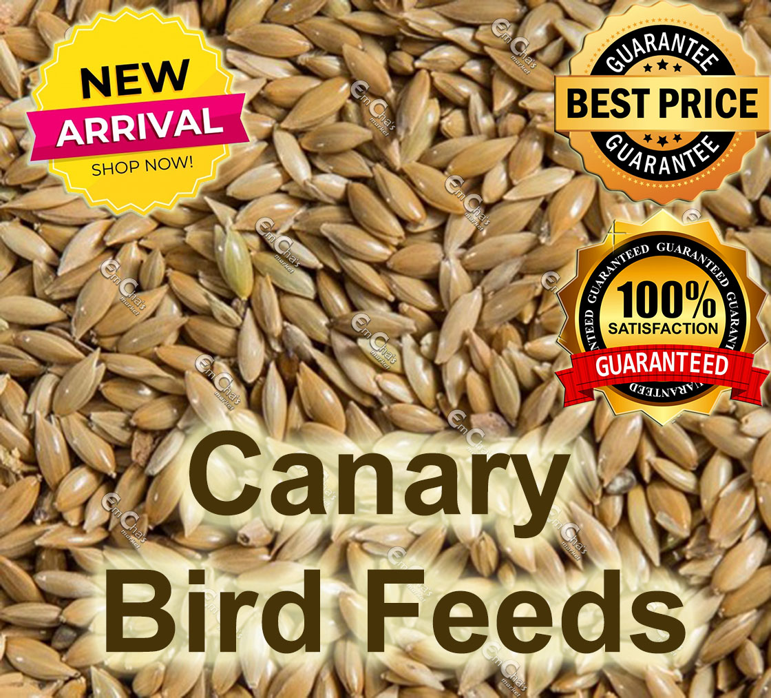 canary bird seed for sale