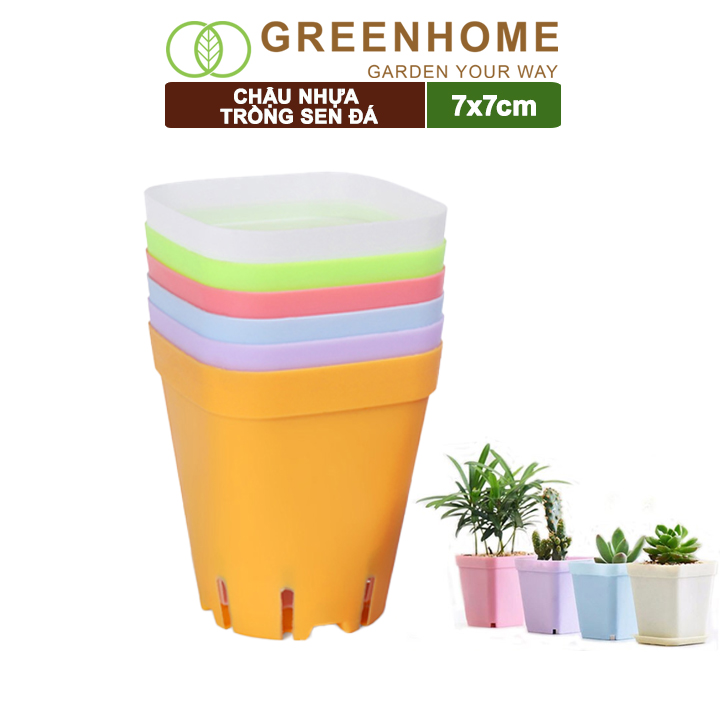 10 Chậu nhựa trồng sen đá Greenhome, 7x7cm, bền, đẹp, màu sắc hiện đại