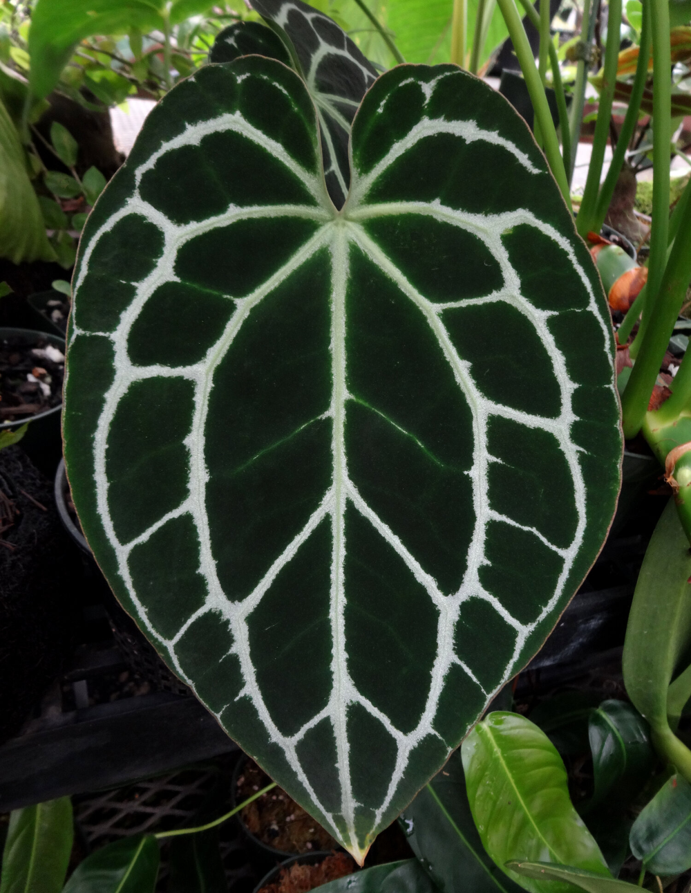 Crystallinum Dark Form offers RARE Anthurium