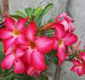 Real Adenium Desert Rose Outdoor Plant with Stable Root