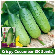Crispy Cucumber Seeds for High Yield Planting - Condor Seeds