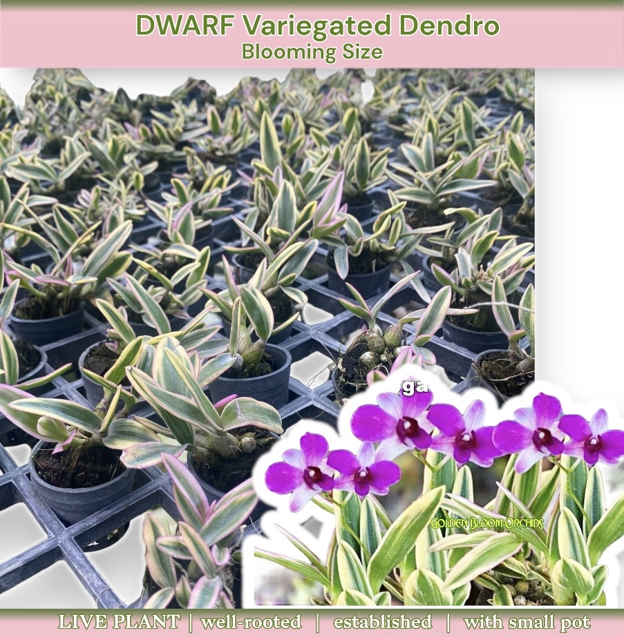 Semiz odamlar bilan jinsiy aloqa