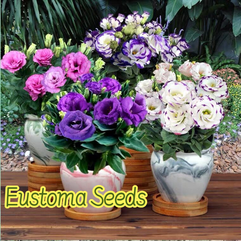 Bonsai Flower Plant Seeds Best Flower Site