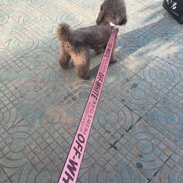 off white pink dog leash