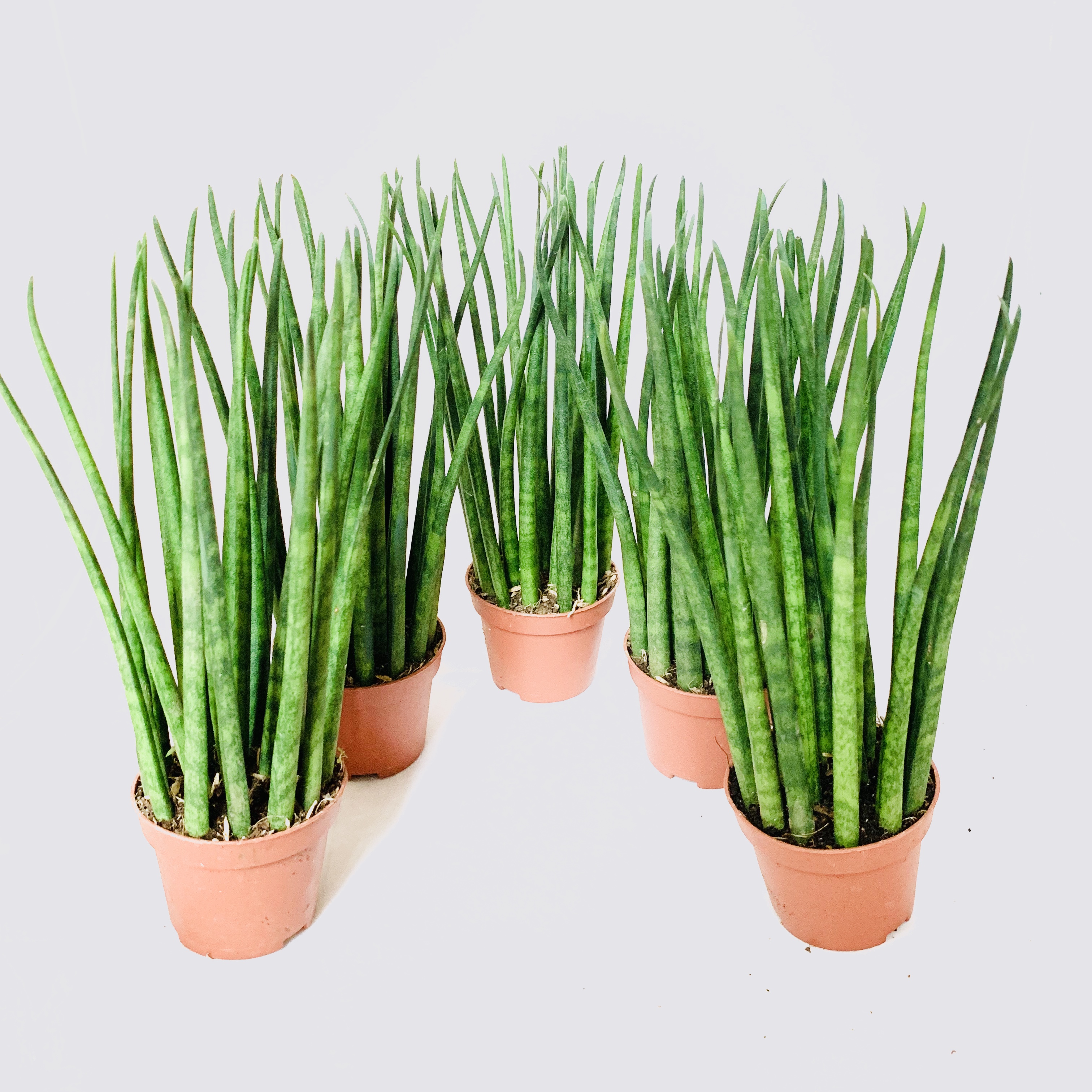 Sansevieria Bacularis Small 20 Cm Live Plant Green Species W Red Plant Pot And Soil Live And Healthy Plants Talipapa Lazada Ph