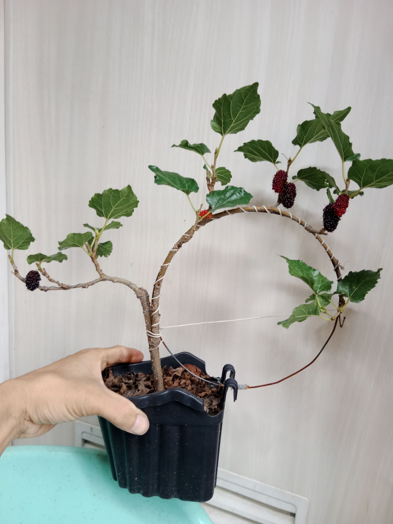 Mulberry Bonsai tree Illinois variety live plant. Mulberry Tea Bonsai Fruit  Trees - Lazada | Lazada PH