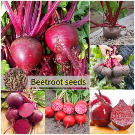 100pcs Fresh Beetroot Seeds buto ng gulay Sugar Beets Seeds Heirloom Dark Red Beet Seeds High Yield Organic Vegetable Seeds for Planting Vegetables Seeds for Gardening Bonsai Seeds Potted Live Plants for Sale rijk zwaan