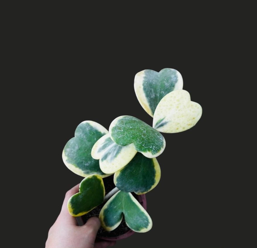 Sucre Slim Philodendron | Lazada PH