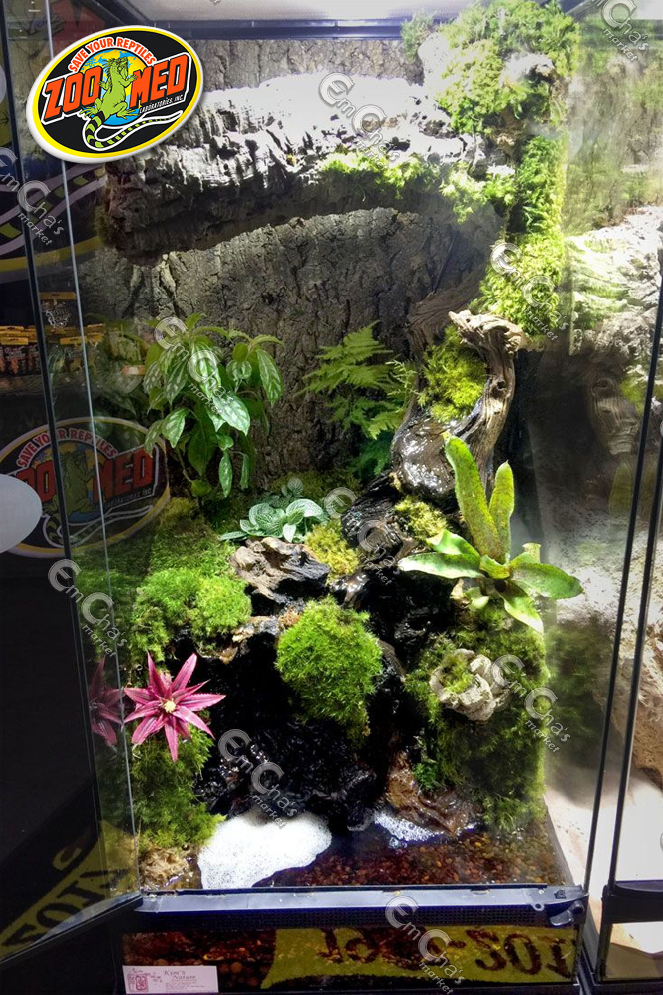 Dart Frog Vivarium Plants