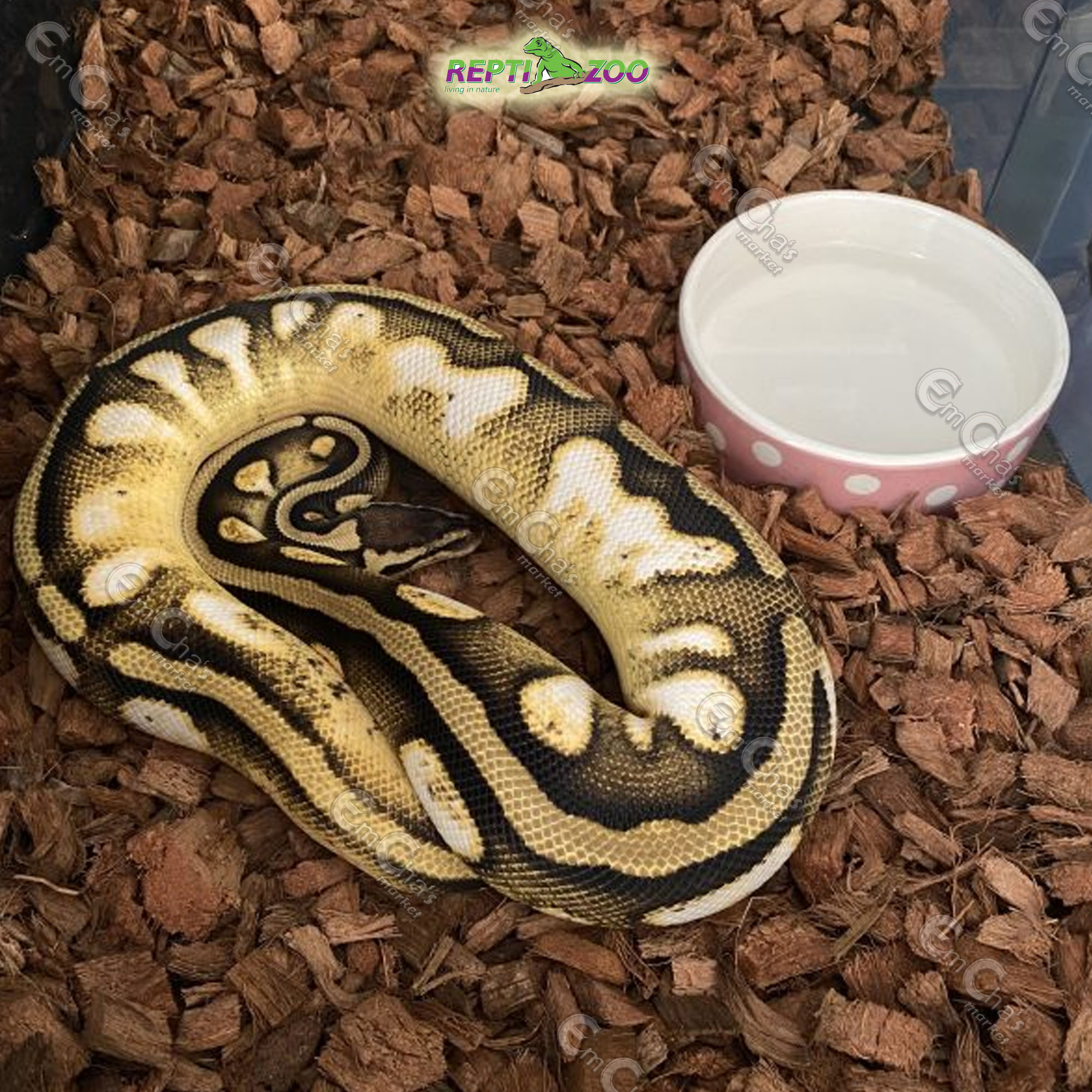 Repti Zoo Pine Bark Liters (Regular Pack) Terrarium Substrate