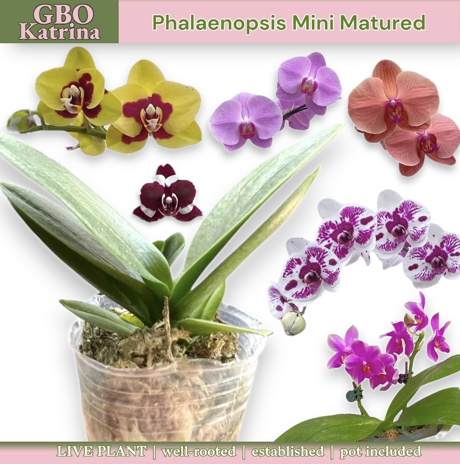 U xotinining ogziga siylaydi.