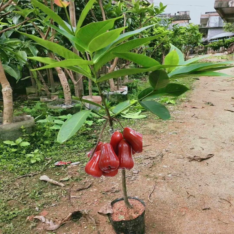 Gardening Grafting Clips Convenience To Grafted Seedling Plastic Garden ...