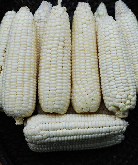 Shop East West Corn Seed Lagkitan with great discounts and prices