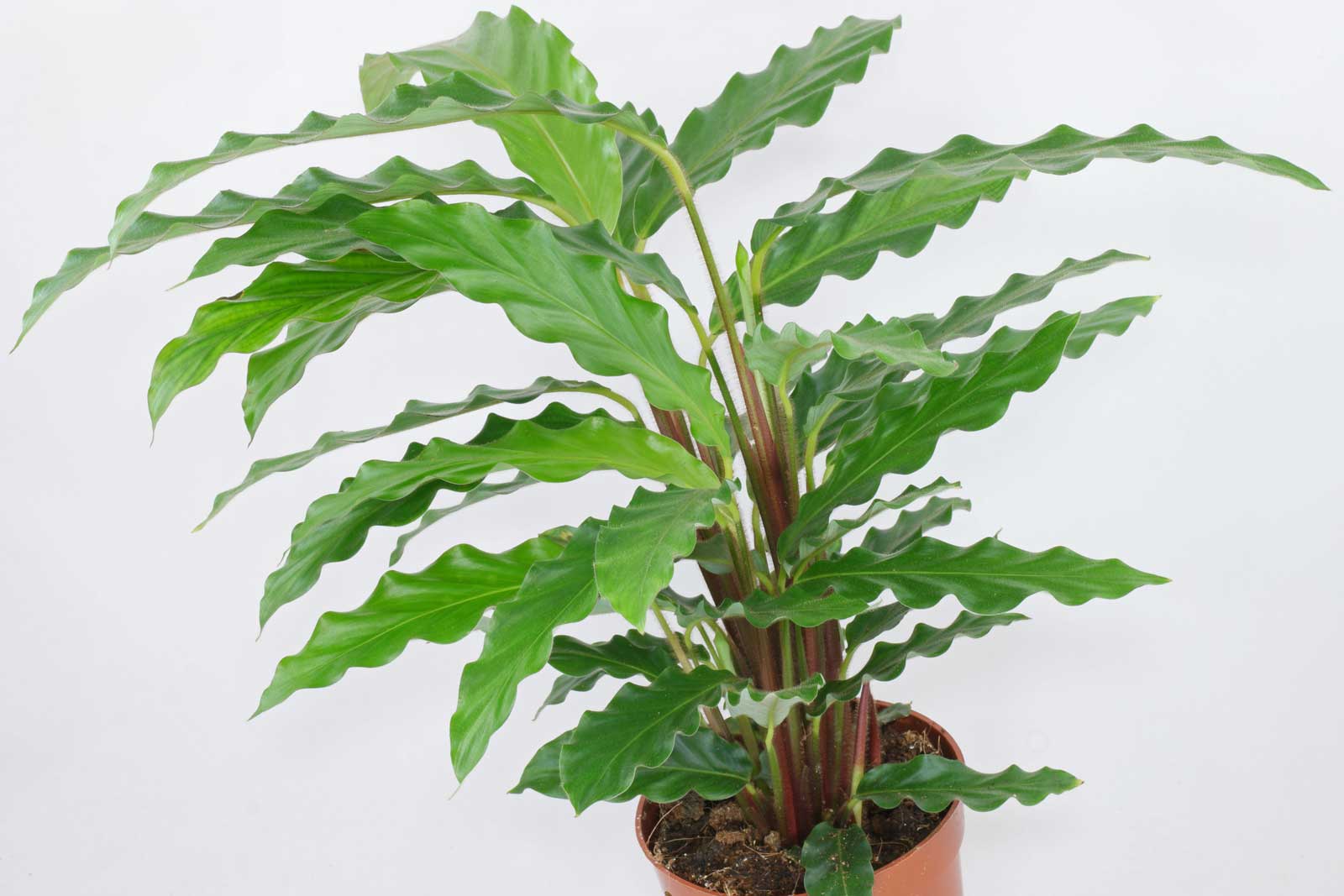 Calathea Rufibarba 'Tropistar' with FREE plastic pot and garden soil (Rare  Indoor Plant and 4 Stocks Only) Lowest Price | Lazada PH