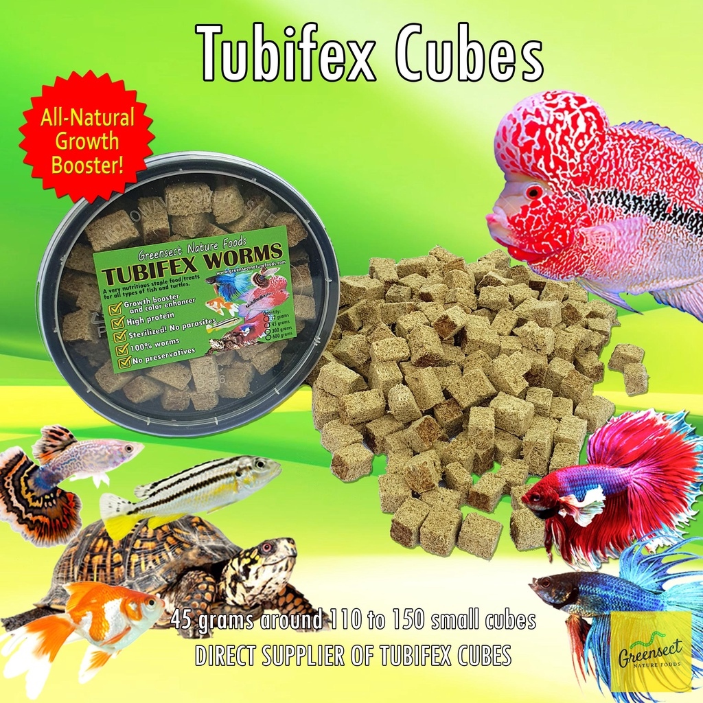 Tubifex 2024 worms wholesale