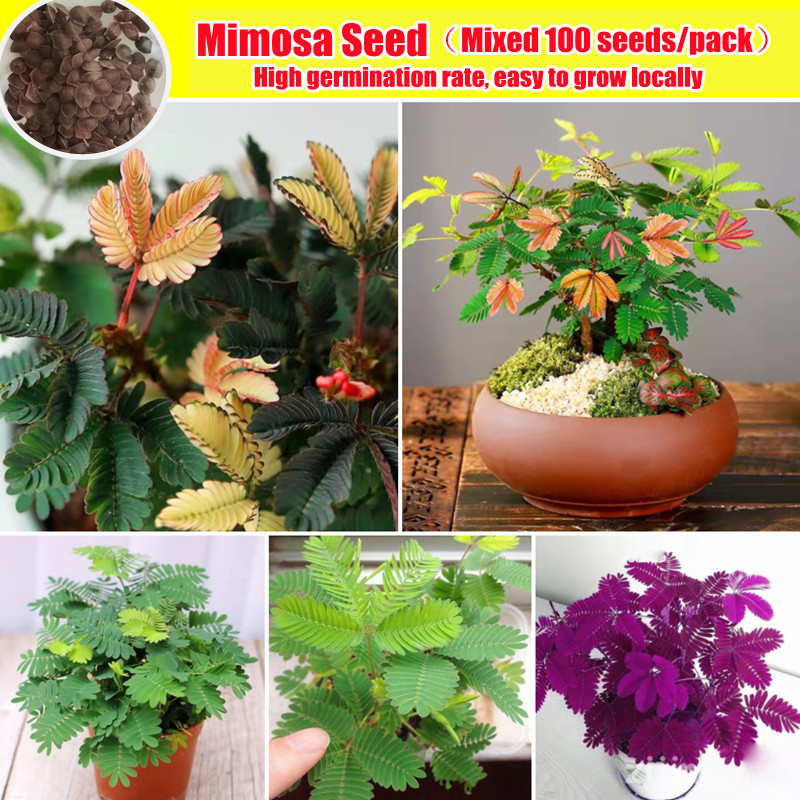 miracle gro plant fertilizer Miracle-Gro All Purpose Plant Food