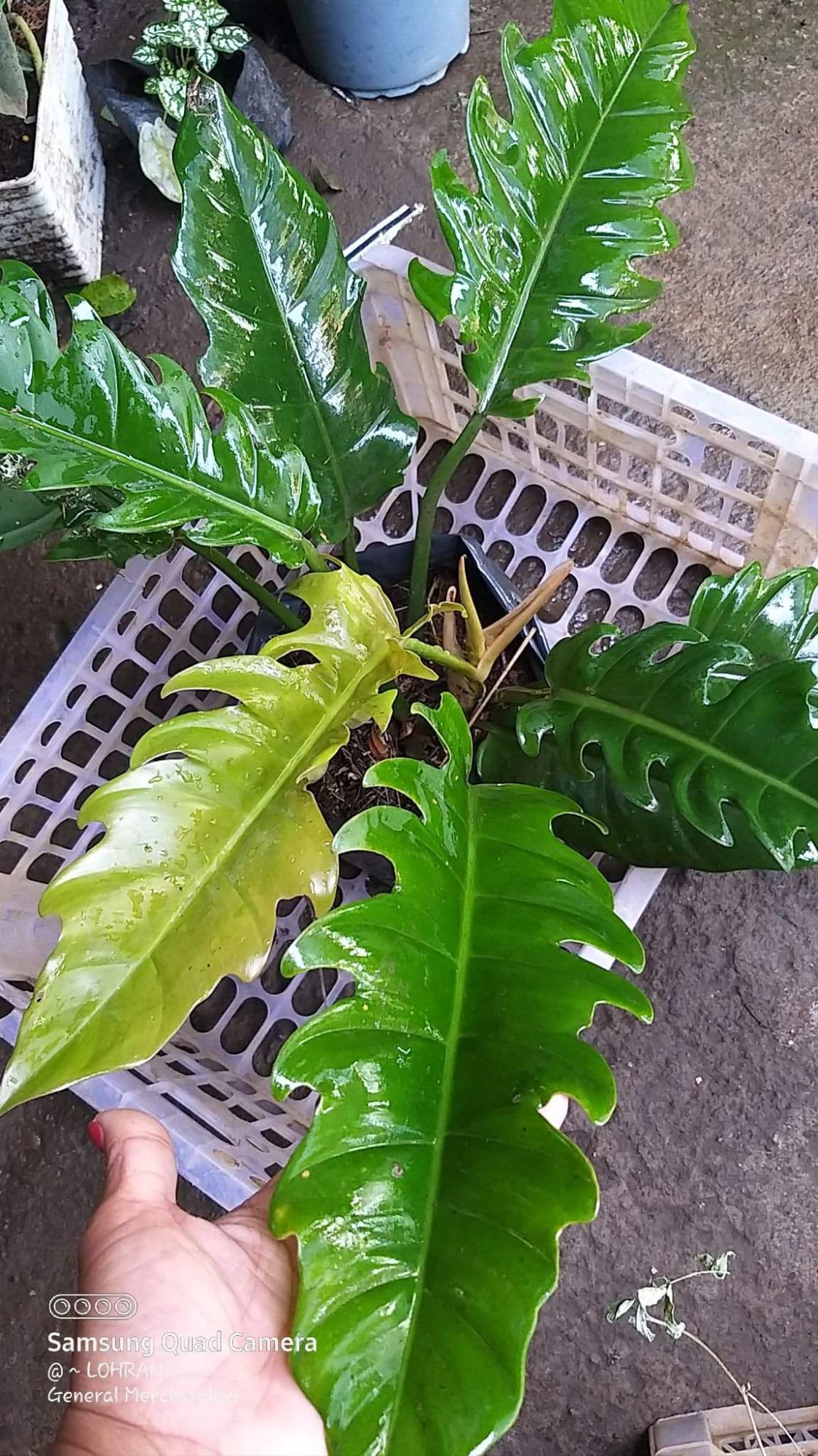 bird's nest snake plant car Sansevieria Futura