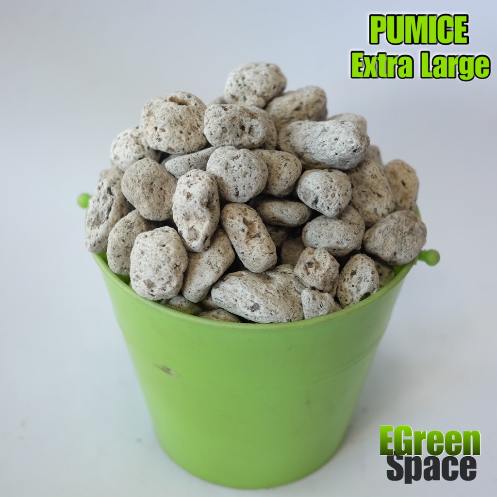 Shop Pumice Large with great discounts and prices online - Aug 2022 |  Lazada Philippines