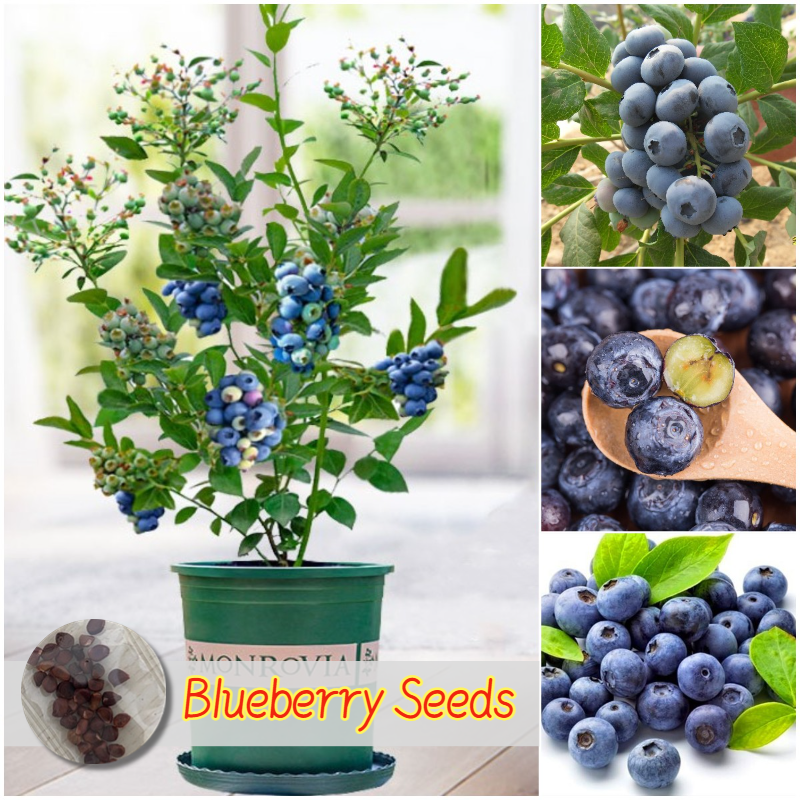Potted Blueberry Plants - Dwarf Seedlings For Balcony Gardening & Organic  Blueberry Seeds | Lazada Philippines