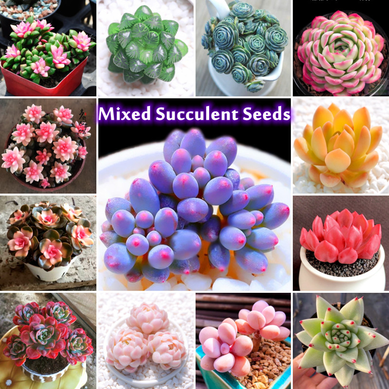 Mixed Rare Succulent Seeds (50 Seeds Per Pack) Mini Succulent Plants for  Sale Balcony Potted Flower Seeds Bonsai Seeds Ornamental Plants Seeds for  Planting Rare Purifying Air Plants Easy To Grow |