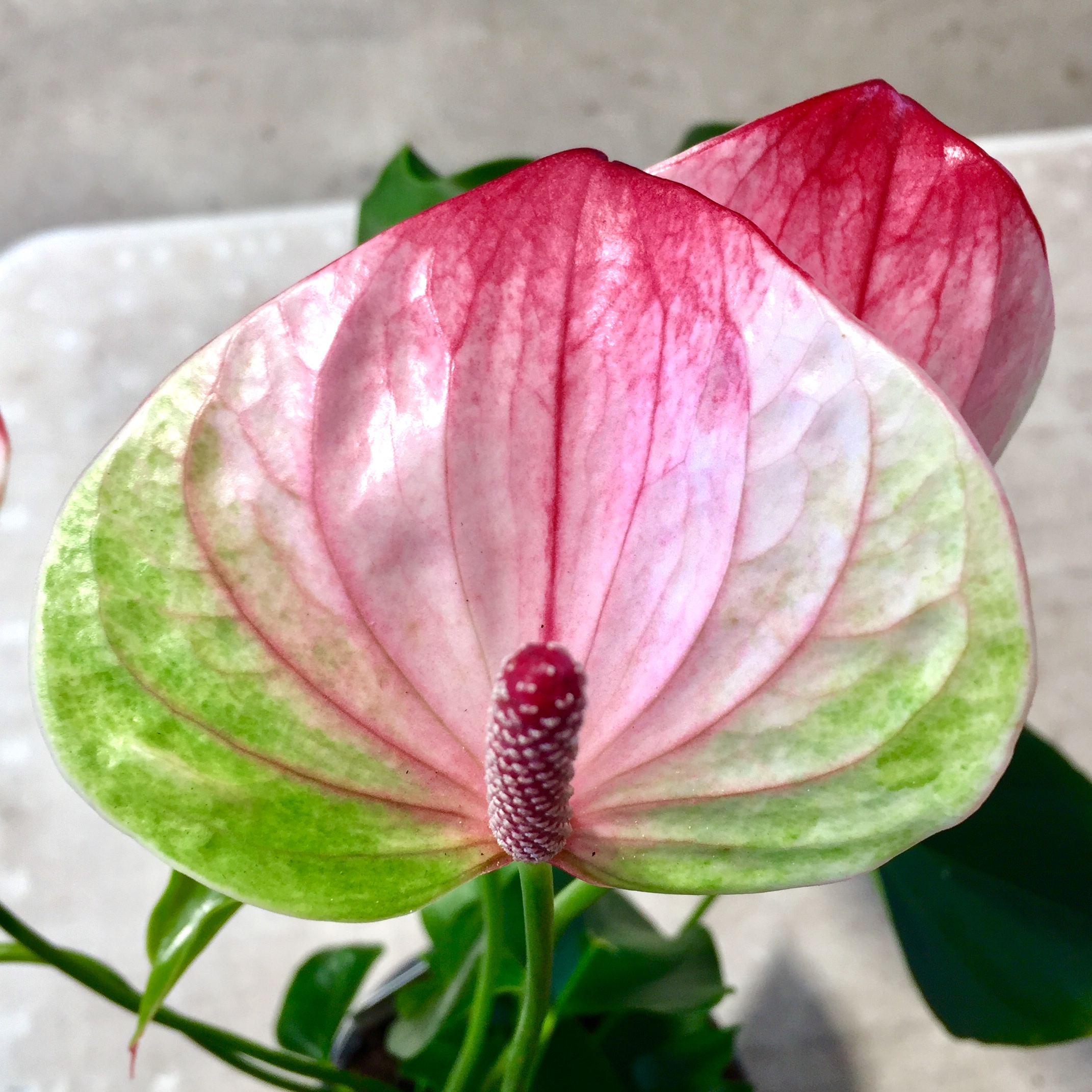 Explore Anthurium Plants For Sale at Unbeatable Prices Online | Lazada  Philippines