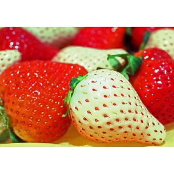 40pcs Cream Strawberry Fruit Seeds Home Garden Plant - Intl June 2018 - 2 40pcs Cream Strawberry Fruit Seeds Home Garden Plant - intl - 2