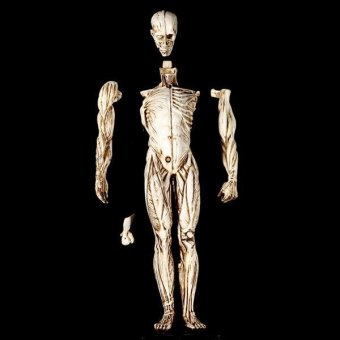 BolehDeals Removeable Resin Man Human Anatomy Skeleton Muscle ModelFull Body White - Intl June 2018 - 3 BolehDeals Removeable Resin Man Human Anatomy Skeleton Muscle ModelFull Body White - intl - 3