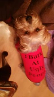 Dog Summer T Shirt Sweatshirt For Pets Puppies Size:M - Intl June 2018 - 3 Dog Summer T Shirt Sweatshirt for Pets Puppies size:M - intl - 3