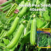 Sweet Pea Seeds - High Yield 40 Seeds Green Sweet Sugar Snap Peas Seeds for Planting Vegetable Seeds for Gardening Organic Vegetable Plants Seeds Buto Ng Gulay Vegetables Seedlings Snap Pea Live Plants Indoor Plants F1 Hybrid Vegetable Seeds for Planting