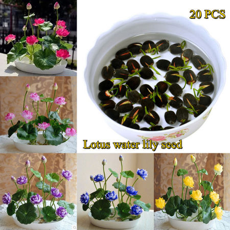 High Quality Multi-Color Mix Lotus Water Lily Seed Bowl Lotus Flower Seeds Hydroponic Aquatic Plants Pot Water Lily Seeds Home Garden Plants Seeds Bonsai Seeds for Planting Live Plants for Sale High Germination Rate Easy To Grow Philippines