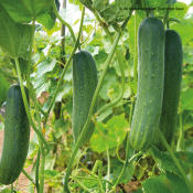 40seeds Cucumber Seeds /Pipino Vegetable Seed Pack