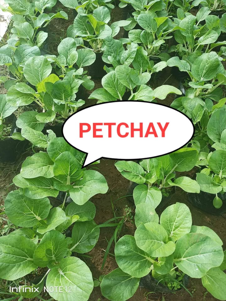 Realistic Petchay Pechy Plant