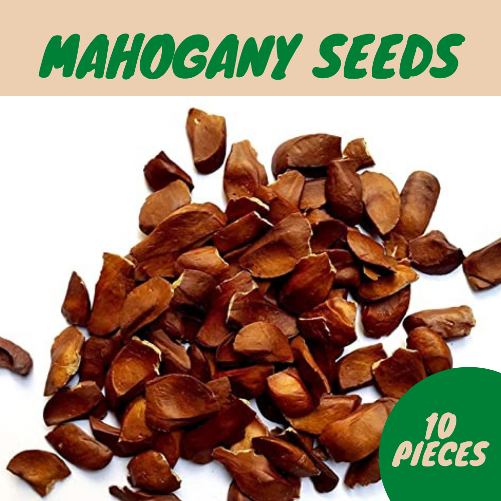 Furniture Mahogany Seeds