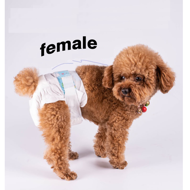 Pet Diaper Pet Female Dog Diapers（Small）10PCS PER PACK Small
