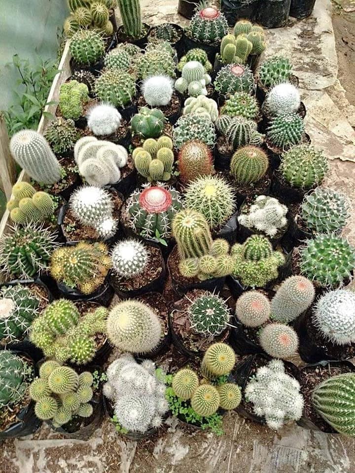 western cactus Texas Native Cacti main image 0