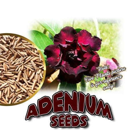 Adenium Rose Flower Seeds - Indoor Bonsai by 