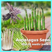 100% Original Sweet Asparagus Seeds for Planting Vegetables Heirloom Variety Mary Washington Asparagus Vegetable Plant Seeds Fast Growing Organic Vegetable Seeds for Gardening Bonsai Tree Seeds Asparagus Live Plants for Sale