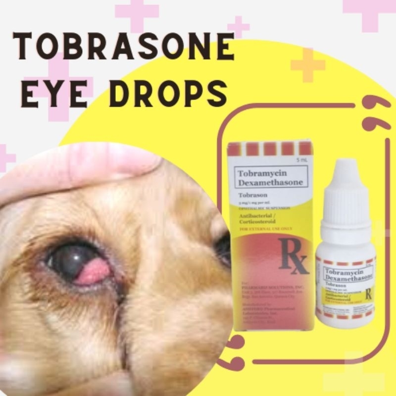 Polysporin eye 2024 drops dogs