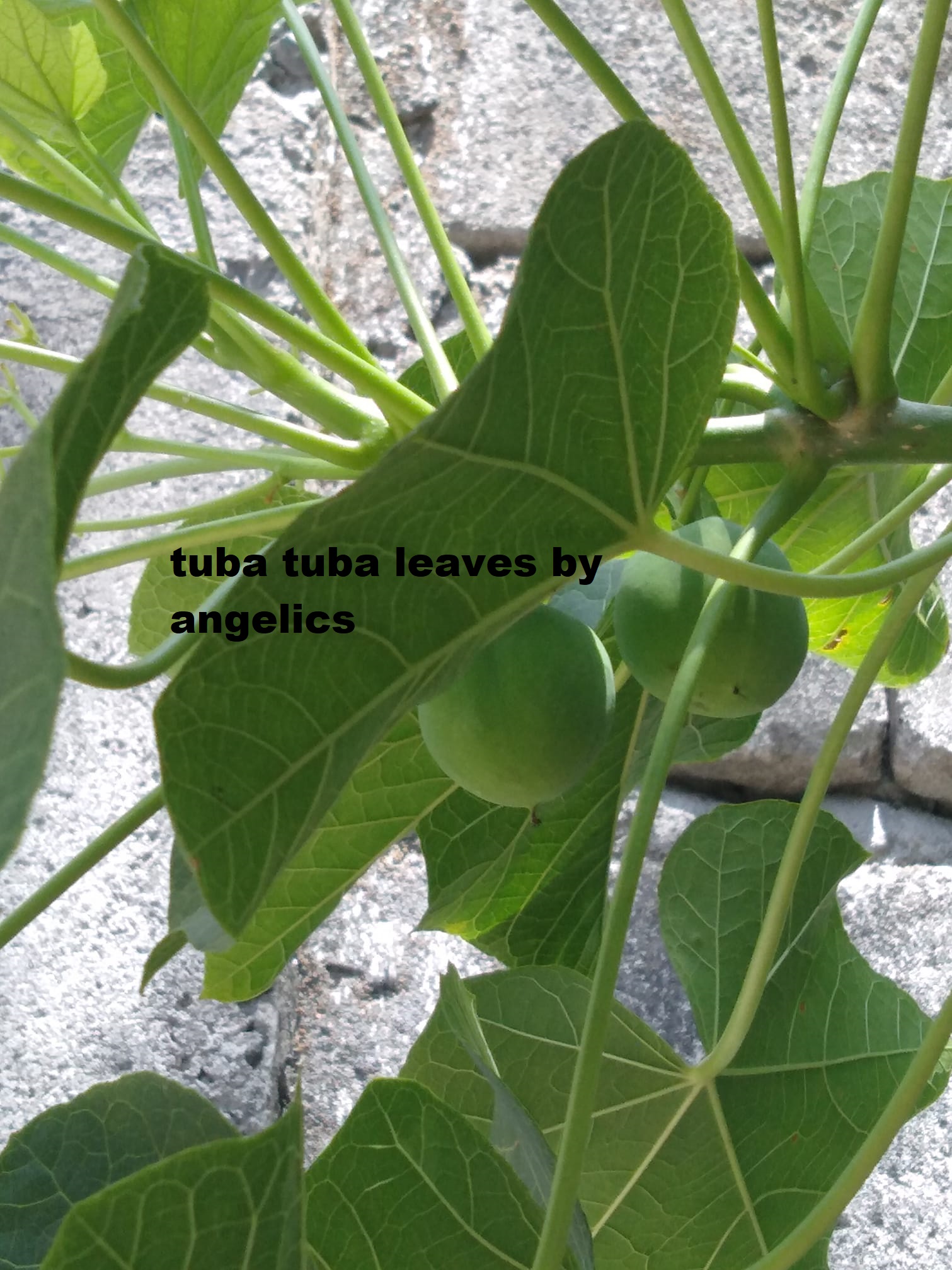 Of Tuba Plants From Peninsular Malaysia, 46 OFF