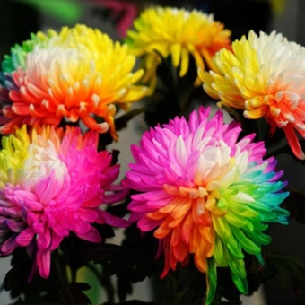Elife 20Pcs Rainbow Chrysanthemum Seeds Rare Flowers Seed - Intl June 2018 - 5 Elife 20Pcs Rainbow Chrysanthemum Seeds Rare Flowers Seed - intl - 5