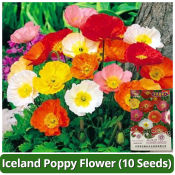 Rare Iceland Poppy Flower Seed Mixed Poppy Flower Plant Bonsai Seeds for Planting Flowers Flowering Plants Seeds Legit Poppy Flower Seeds for Gardening Balcony Potted Live Plants for Sale Indoor Outdoor Real Plants Garden Decor buto ng bulaklak