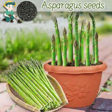 Asparagus Seeds for Sale Organic Vegetables Seeds for Planting Vegetable Seeds for Gardening Bonsai Vegetable Plant Seeds Growing Vegetables On Balcony Potted Live Plants Vegetable Seedings Easy To Grow Plants buto ng halaman