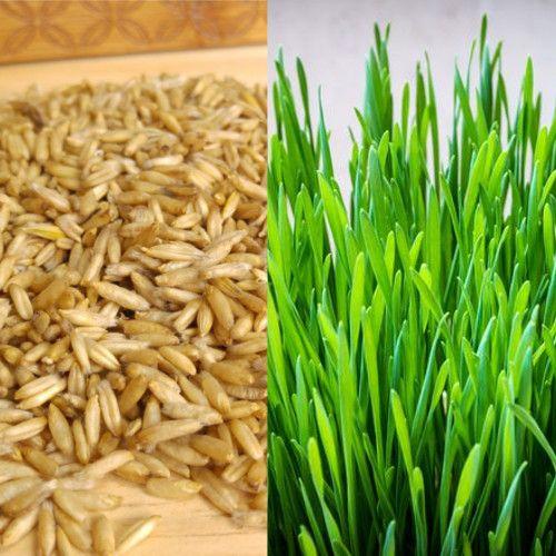 Где Можно Купить Семена Овса