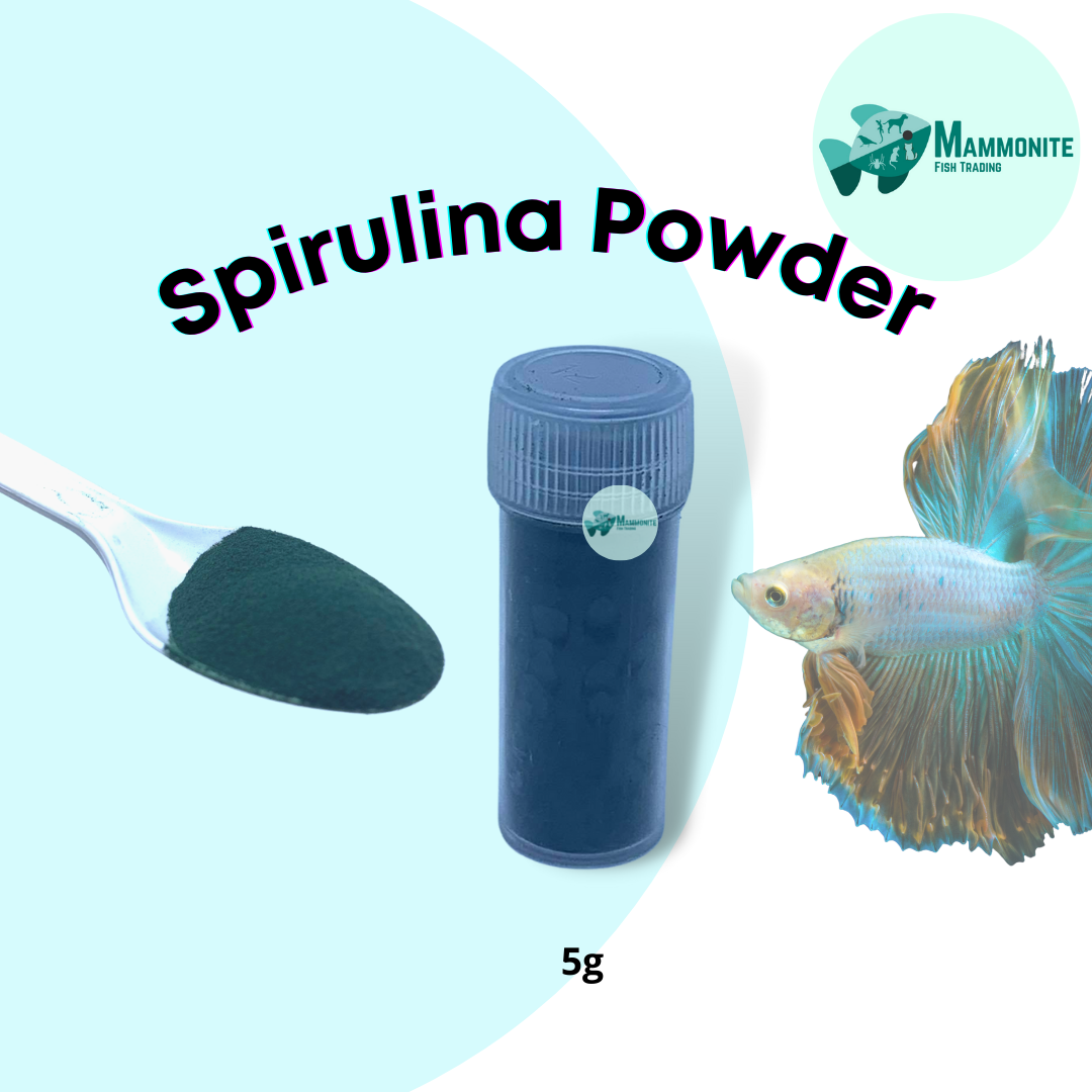 Spirulina for 2024 betta fish