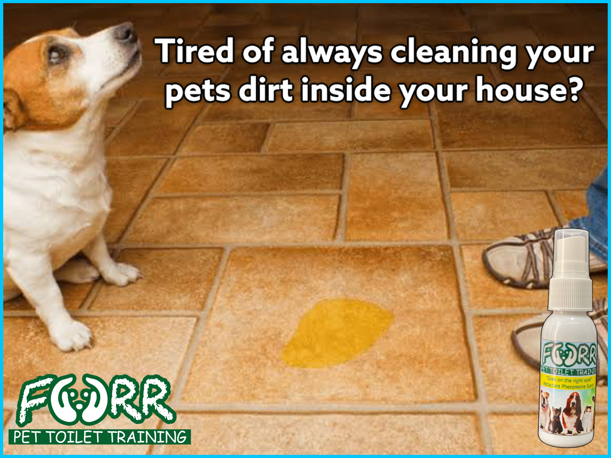 How to potty train an adult dog atelier yuwa ciao jp
