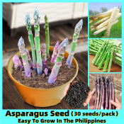 30pcs Green White Purple Asparagus Seed Organic Vegetable Seeds Bonsai Seeds for Planting Vegetables Herbs Seeds Sweet Asparagus Plant Indoor and Outdoor Vegetable Plants Seeds Real Live Plants for Sale Buto Ng Gulay